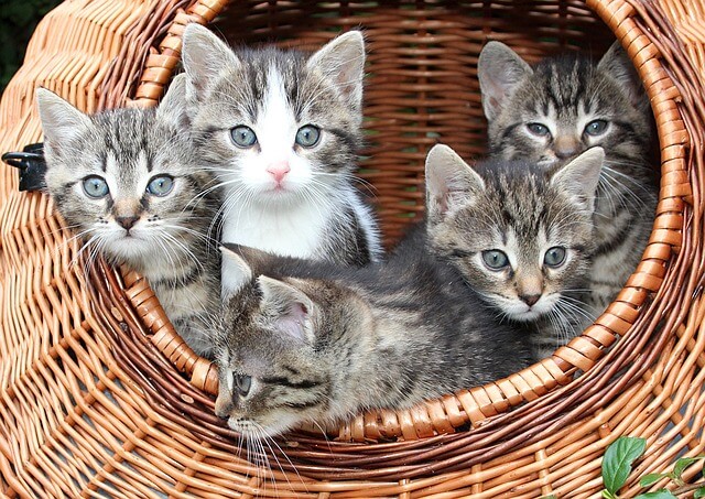 als je kunt Ban Vernauwd Kitten kopen? 16 dingen waar je op moet letten