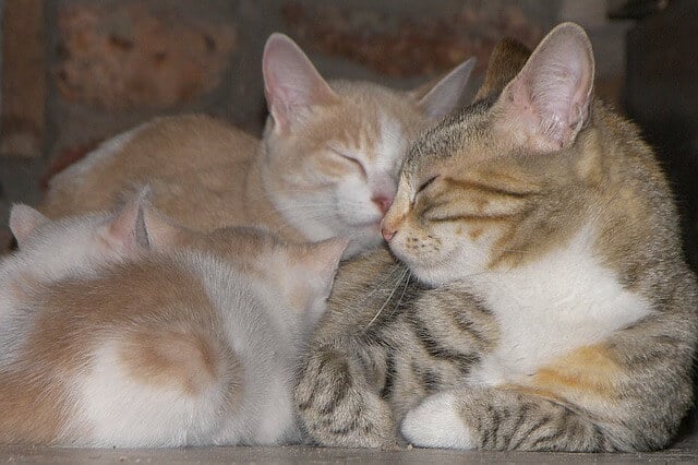 castratie-kat-kittens