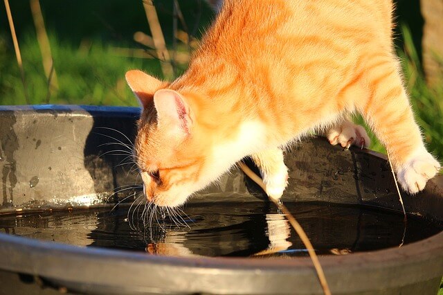 drinken-kat-regenwater