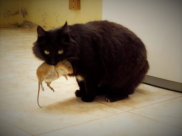 kat-gedrag-muis