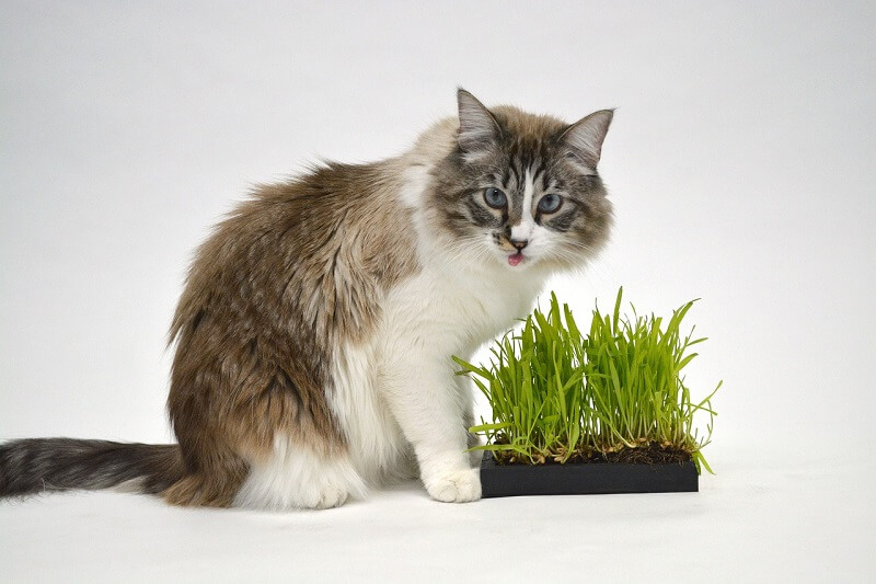 veilige-planten-kat